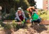 Co je komunitní zahrada a jak si ji založit?